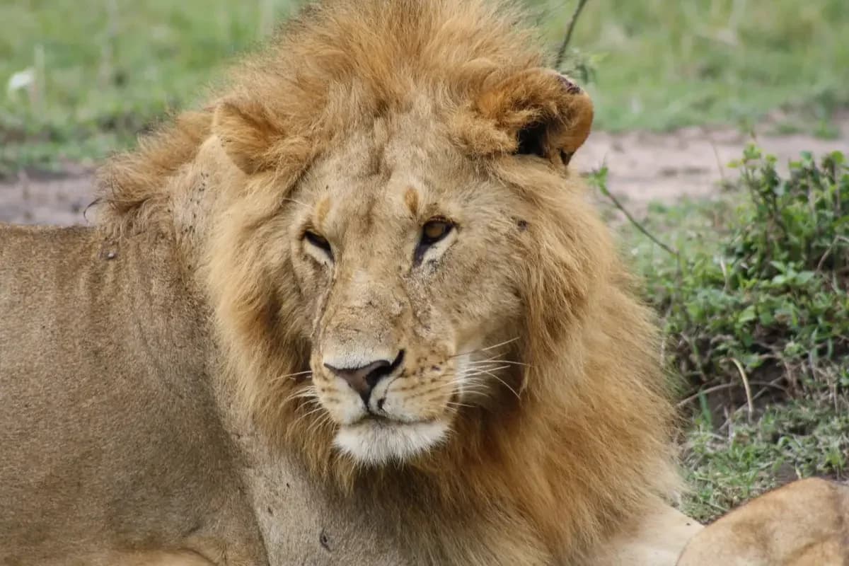 Safari Magic: The Day a Lion Stole My Heart in the Masai Mara