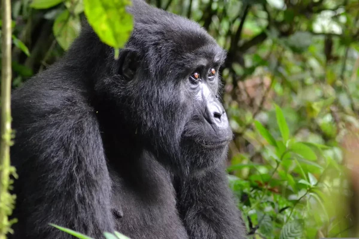 The Great Ugandan Escape: When a Gorilla Trek Changed Everything