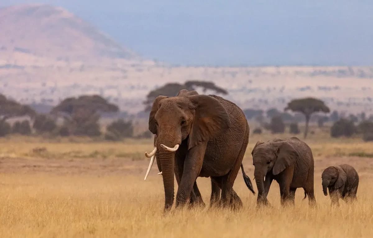 Kenya vs. Tanzania Safaris – Which One Wins?