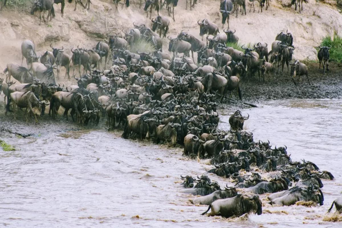 Why the Maasai Mara Should Be on Everyone’s Bucket List